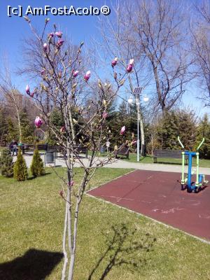 [P09] In parc, peisaj urban, magnolie inbobocita,  » foto by danaeldreny*
 - 
<span class="allrVoted glyphicon glyphicon-heart hidden" id="av842808"></span>
<a class="m-l-10 hidden" id="sv842808" onclick="voting_Foto_DelVot(,842808,11447)" role="button">șterge vot <span class="glyphicon glyphicon-remove"></span></a>
<a id="v9842808" class=" c-red"  onclick="voting_Foto_SetVot(842808)" role="button"><span class="glyphicon glyphicon-heart-empty"></span> <b>LIKE</b> = Votează poza</a> <img class="hidden"  id="f842808W9" src="/imagini/loader.gif" border="0" /><span class="AjErrMes hidden" id="e842808ErM"></span>