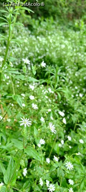 [P15] Floricele pe... pajiște. » foto by tata123 🔱
 - 
<span class="allrVoted glyphicon glyphicon-heart hidden" id="av1428912"></span>
<a class="m-l-10 hidden" id="sv1428912" onclick="voting_Foto_DelVot(,1428912,11447)" role="button">șterge vot <span class="glyphicon glyphicon-remove"></span></a>
<a id="v91428912" class=" c-red"  onclick="voting_Foto_SetVot(1428912)" role="button"><span class="glyphicon glyphicon-heart-empty"></span> <b>LIKE</b> = Votează poza</a> <img class="hidden"  id="f1428912W9" src="/imagini/loader.gif" border="0" /><span class="AjErrMes hidden" id="e1428912ErM"></span>