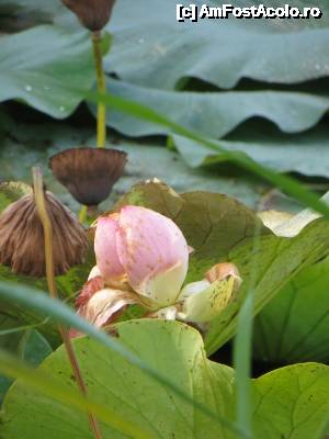 [P11] Boboc de lotus.  » foto by tata123 🔱
 - 
<span class="allrVoted glyphicon glyphicon-heart hidden" id="av635863"></span>
<a class="m-l-10 hidden" id="sv635863" onclick="voting_Foto_DelVot(,635863,11447)" role="button">șterge vot <span class="glyphicon glyphicon-remove"></span></a>
<a id="v9635863" class=" c-red"  onclick="voting_Foto_SetVot(635863)" role="button"><span class="glyphicon glyphicon-heart-empty"></span> <b>LIKE</b> = Votează poza</a> <img class="hidden"  id="f635863W9" src="/imagini/loader.gif" border="0" /><span class="AjErrMes hidden" id="e635863ErM"></span>