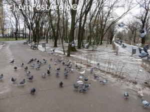 [P24] Nelipsiții porumbei - Parcul Bazilescu.  » foto by tata123 🔱
 - 
<span class="allrVoted glyphicon glyphicon-heart hidden" id="av706263"></span>
<a class="m-l-10 hidden" id="sv706263" onclick="voting_Foto_DelVot(,706263,11447)" role="button">șterge vot <span class="glyphicon glyphicon-remove"></span></a>
<a id="v9706263" class=" c-red"  onclick="voting_Foto_SetVot(706263)" role="button"><span class="glyphicon glyphicon-heart-empty"></span> <b>LIKE</b> = Votează poza</a> <img class="hidden"  id="f706263W9" src="/imagini/loader.gif" border="0" /><span class="AjErrMes hidden" id="e706263ErM"></span>