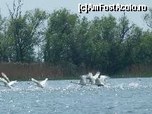[P08] Lebede pe lacul Dranov » foto by Freelancer
 - 
<span class="allrVoted glyphicon glyphicon-heart hidden" id="av315495"></span>
<a class="m-l-10 hidden" id="sv315495" onclick="voting_Foto_DelVot(,315495,11507)" role="button">șterge vot <span class="glyphicon glyphicon-remove"></span></a>
<a id="v9315495" class=" c-red"  onclick="voting_Foto_SetVot(315495)" role="button"><span class="glyphicon glyphicon-heart-empty"></span> <b>LIKE</b> = Votează poza</a> <img class="hidden"  id="f315495W9" src="/imagini/loader.gif" border="0" /><span class="AjErrMes hidden" id="e315495ErM"></span>