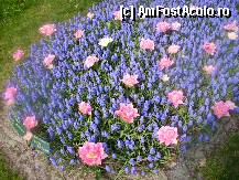 [P09]  -- <small>// FĂRĂ DESCRIERE</small> » foto by roxana.tomina
 - 
<span class="allrVoted glyphicon glyphicon-heart hidden" id="av315862"></span>
<a class="m-l-10 hidden" id="sv315862" onclick="voting_Foto_DelVot(,315862,11516)" role="button">șterge vot <span class="glyphicon glyphicon-remove"></span></a>
<a id="v9315862" class=" c-red"  onclick="voting_Foto_SetVot(315862)" role="button"><span class="glyphicon glyphicon-heart-empty"></span> <b>LIKE</b> = Votează poza</a> <img class="hidden"  id="f315862W9" src="/imagini/loader.gif" border="0" /><span class="AjErrMes hidden" id="e315862ErM"></span>
