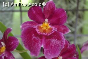 [P03] Sunt cea mai frumoasa » foto by Dorina9
 - 
<span class="allrVoted glyphicon glyphicon-heart hidden" id="av1160283"></span>
<a class="m-l-10 hidden" id="sv1160283" onclick="voting_Foto_DelVot(,1160283,11516)" role="button">șterge vot <span class="glyphicon glyphicon-remove"></span></a>
<a id="v91160283" class=" c-red"  onclick="voting_Foto_SetVot(1160283)" role="button"><span class="glyphicon glyphicon-heart-empty"></span> <b>LIKE</b> = Votează poza</a> <img class="hidden"  id="f1160283W9" src="/imagini/loader.gif" border="0" /><span class="AjErrMes hidden" id="e1160283ErM"></span>