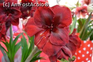 [P56] Expozitie de flori (orhidee) » foto by Dorina9
 - 
<span class="allrVoted glyphicon glyphicon-heart hidden" id="av1160336"></span>
<a class="m-l-10 hidden" id="sv1160336" onclick="voting_Foto_DelVot(,1160336,11516)" role="button">șterge vot <span class="glyphicon glyphicon-remove"></span></a>
<a id="v91160336" class=" c-red"  onclick="voting_Foto_SetVot(1160336)" role="button"><span class="glyphicon glyphicon-heart-empty"></span> <b>LIKE</b> = Votează poza</a> <img class="hidden"  id="f1160336W9" src="/imagini/loader.gif" border="0" /><span class="AjErrMes hidden" id="e1160336ErM"></span>