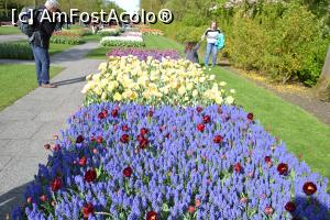 [P77] Parcul Keukenhof » foto by Dorina9
 - 
<span class="allrVoted glyphicon glyphicon-heart hidden" id="av1160357"></span>
<a class="m-l-10 hidden" id="sv1160357" onclick="voting_Foto_DelVot(,1160357,11516)" role="button">șterge vot <span class="glyphicon glyphicon-remove"></span></a>
<a id="v91160357" class=" c-red"  onclick="voting_Foto_SetVot(1160357)" role="button"><span class="glyphicon glyphicon-heart-empty"></span> <b>LIKE</b> = Votează poza</a> <img class="hidden"  id="f1160357W9" src="/imagini/loader.gif" border="0" /><span class="AjErrMes hidden" id="e1160357ErM"></span>