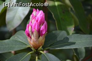 [P84] Ce frumoasa floare! » foto by Dorina9
 - 
<span class="allrVoted glyphicon glyphicon-heart hidden" id="av1160364"></span>
<a class="m-l-10 hidden" id="sv1160364" onclick="voting_Foto_DelVot(,1160364,11516)" role="button">șterge vot <span class="glyphicon glyphicon-remove"></span></a>
<a id="v91160364" class=" c-red"  onclick="voting_Foto_SetVot(1160364)" role="button"><span class="glyphicon glyphicon-heart-empty"></span> <b>LIKE</b> = Votează poza</a> <img class="hidden"  id="f1160364W9" src="/imagini/loader.gif" border="0" /><span class="AjErrMes hidden" id="e1160364ErM"></span>
