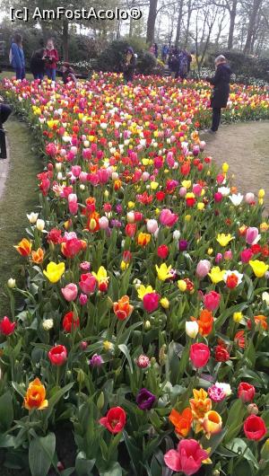 [P11] Keukenhof, strat multicolor » foto by hopyk
 - 
<span class="allrVoted glyphicon glyphicon-heart hidden" id="av1120512"></span>
<a class="m-l-10 hidden" id="sv1120512" onclick="voting_Foto_DelVot(,1120512,11516)" role="button">șterge vot <span class="glyphicon glyphicon-remove"></span></a>
<a id="v91120512" class=" c-red"  onclick="voting_Foto_SetVot(1120512)" role="button"><span class="glyphicon glyphicon-heart-empty"></span> <b>LIKE</b> = Votează poza</a> <img class="hidden"  id="f1120512W9" src="/imagini/loader.gif" border="0" /><span class="AjErrMes hidden" id="e1120512ErM"></span>