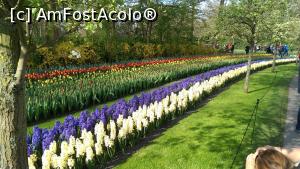 [P12] Keukenhof, alei insotite de flori » foto by hopyk
 - 
<span class="allrVoted glyphicon glyphicon-heart hidden" id="av1120513"></span>
<a class="m-l-10 hidden" id="sv1120513" onclick="voting_Foto_DelVot(,1120513,11516)" role="button">șterge vot <span class="glyphicon glyphicon-remove"></span></a>
<a id="v91120513" class=" c-red"  onclick="voting_Foto_SetVot(1120513)" role="button"><span class="glyphicon glyphicon-heart-empty"></span> <b>LIKE</b> = Votează poza</a> <img class="hidden"  id="f1120513W9" src="/imagini/loader.gif" border="0" /><span class="AjErrMes hidden" id="e1120513ErM"></span>