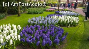 [P04] Keukenhof, zambile » foto by hopyk
 - 
<span class="allrVoted glyphicon glyphicon-heart hidden" id="av1120505"></span>
<a class="m-l-10 hidden" id="sv1120505" onclick="voting_Foto_DelVot(,1120505,11516)" role="button">șterge vot <span class="glyphicon glyphicon-remove"></span></a>
<a id="v91120505" class=" c-red"  onclick="voting_Foto_SetVot(1120505)" role="button"><span class="glyphicon glyphicon-heart-empty"></span> <b>LIKE</b> = Votează poza</a> <img class="hidden"  id="f1120505W9" src="/imagini/loader.gif" border="0" /><span class="AjErrMes hidden" id="e1120505ErM"></span>