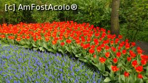 [P05] Keukenhof 2019, straturi de flori » foto by hopyk
 - 
<span class="allrVoted glyphicon glyphicon-heart hidden" id="av1120506"></span>
<a class="m-l-10 hidden" id="sv1120506" onclick="voting_Foto_DelVot(,1120506,11516)" role="button">șterge vot <span class="glyphicon glyphicon-remove"></span></a>
<a id="v91120506" class=" c-red"  onclick="voting_Foto_SetVot(1120506)" role="button"><span class="glyphicon glyphicon-heart-empty"></span> <b>LIKE</b> = Votează poza</a> <img class="hidden"  id="f1120506W9" src="/imagini/loader.gif" border="0" /><span class="AjErrMes hidden" id="e1120506ErM"></span>
