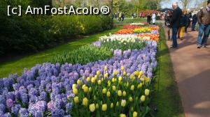 [P06] Keukenhof, straturi multicolore » foto by hopyk
 - 
<span class="allrVoted glyphicon glyphicon-heart hidden" id="av1120507"></span>
<a class="m-l-10 hidden" id="sv1120507" onclick="voting_Foto_DelVot(,1120507,11516)" role="button">șterge vot <span class="glyphicon glyphicon-remove"></span></a>
<a id="v91120507" class=" c-red"  onclick="voting_Foto_SetVot(1120507)" role="button"><span class="glyphicon glyphicon-heart-empty"></span> <b>LIKE</b> = Votează poza</a> <img class="hidden"  id="f1120507W9" src="/imagini/loader.gif" border="0" /><span class="AjErrMes hidden" id="e1120507ErM"></span>