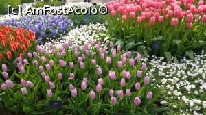 [P09] Keukenhof, splendoarea florilor » foto by hopyk
 - 
<span class="allrVoted glyphicon glyphicon-heart hidden" id="av1120510"></span>
<a class="m-l-10 hidden" id="sv1120510" onclick="voting_Foto_DelVot(,1120510,11516)" role="button">șterge vot <span class="glyphicon glyphicon-remove"></span></a>
<a id="v91120510" class=" c-red"  onclick="voting_Foto_SetVot(1120510)" role="button"><span class="glyphicon glyphicon-heart-empty"></span> <b>LIKE</b> = Votează poza</a> <img class="hidden"  id="f1120510W9" src="/imagini/loader.gif" border="0" /><span class="AjErrMes hidden" id="e1120510ErM"></span>