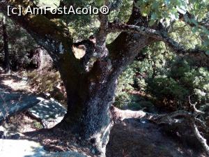 [P16] Maslin batran... Cate sute de ani o avea?  » foto by claudia_s
 - 
<span class="allrVoted glyphicon glyphicon-heart hidden" id="av935524"></span>
<a class="m-l-10 hidden" id="sv935524" onclick="voting_Foto_DelVot(,935524,11534)" role="button">șterge vot <span class="glyphicon glyphicon-remove"></span></a>
<a id="v9935524" class=" c-red"  onclick="voting_Foto_SetVot(935524)" role="button"><span class="glyphicon glyphicon-heart-empty"></span> <b>LIKE</b> = Votează poza</a> <img class="hidden"  id="f935524W9" src="/imagini/loader.gif" border="0" /><span class="AjErrMes hidden" id="e935524ErM"></span>