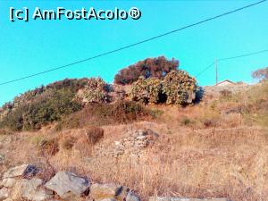 [P22] Cactusii, la ei acasa...  » foto by claudia_s
 - 
<span class="allrVoted glyphicon glyphicon-heart hidden" id="av935642"></span>
<a class="m-l-10 hidden" id="sv935642" onclick="voting_Foto_DelVot(,935642,11534)" role="button">șterge vot <span class="glyphicon glyphicon-remove"></span></a>
<a id="v9935642" class=" c-red"  onclick="voting_Foto_SetVot(935642)" role="button"><span class="glyphicon glyphicon-heart-empty"></span> <b>LIKE</b> = Votează poza</a> <img class="hidden"  id="f935642W9" src="/imagini/loader.gif" border="0" /><span class="AjErrMes hidden" id="e935642ErM"></span>