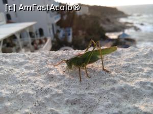 [P02] Bun venit in Ikaria! » foto by Ananis
 - 
<span class="allrVoted glyphicon glyphicon-heart hidden" id="av1178698"></span>
<a class="m-l-10 hidden" id="sv1178698" onclick="voting_Foto_DelVot(,1178698,11534)" role="button">șterge vot <span class="glyphicon glyphicon-remove"></span></a>
<a id="v91178698" class=" c-red"  onclick="voting_Foto_SetVot(1178698)" role="button"><span class="glyphicon glyphicon-heart-empty"></span> <b>LIKE</b> = Votează poza</a> <img class="hidden"  id="f1178698W9" src="/imagini/loader.gif" border="0" /><span class="AjErrMes hidden" id="e1178698ErM"></span>
