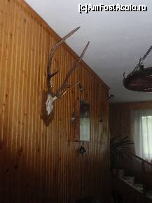 [P29] Casa dintre pini - trofee » foto by sunflower
 - 
<span class="allrVoted glyphicon glyphicon-heart hidden" id="av320878"></span>
<a class="m-l-10 hidden" id="sv320878" onclick="voting_Foto_DelVot(,320878,11582)" role="button">șterge vot <span class="glyphicon glyphicon-remove"></span></a>
<a id="v9320878" class=" c-red"  onclick="voting_Foto_SetVot(320878)" role="button"><span class="glyphicon glyphicon-heart-empty"></span> <b>LIKE</b> = Votează poza</a> <img class="hidden"  id="f320878W9" src="/imagini/loader.gif" border="0" /><span class="AjErrMes hidden" id="e320878ErM"></span>