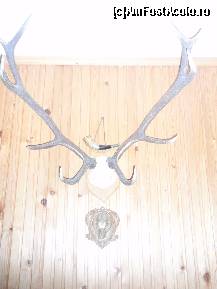 [P30] Casa dintre pini - trofee » foto by sunflower
 - 
<span class="allrVoted glyphicon glyphicon-heart hidden" id="av320879"></span>
<a class="m-l-10 hidden" id="sv320879" onclick="voting_Foto_DelVot(,320879,11582)" role="button">șterge vot <span class="glyphicon glyphicon-remove"></span></a>
<a id="v9320879" class=" c-red"  onclick="voting_Foto_SetVot(320879)" role="button"><span class="glyphicon glyphicon-heart-empty"></span> <b>LIKE</b> = Votează poza</a> <img class="hidden"  id="f320879W9" src="/imagini/loader.gif" border="0" /><span class="AjErrMes hidden" id="e320879ErM"></span>