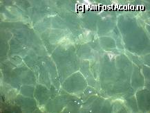 [P33] pestii de langa ponton » foto by fighter
 - 
<span class="allrVoted glyphicon glyphicon-heart hidden" id="av321226"></span>
<a class="m-l-10 hidden" id="sv321226" onclick="voting_Foto_DelVot(,321226,11587)" role="button">șterge vot <span class="glyphicon glyphicon-remove"></span></a>
<a id="v9321226" class=" c-red"  onclick="voting_Foto_SetVot(321226)" role="button"><span class="glyphicon glyphicon-heart-empty"></span> <b>LIKE</b> = Votează poza</a> <img class="hidden"  id="f321226W9" src="/imagini/loader.gif" border="0" /><span class="AjErrMes hidden" id="e321226ErM"></span>