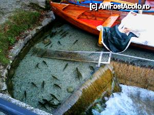 [P47] apa este foarte limpede in lacul Bled » foto by cristi_an3000
 - 
<span class="allrVoted glyphicon glyphicon-heart hidden" id="av443328"></span>
<a class="m-l-10 hidden" id="sv443328" onclick="voting_Foto_DelVot(,443328,11696)" role="button">șterge vot <span class="glyphicon glyphicon-remove"></span></a>
<a id="v9443328" class=" c-red"  onclick="voting_Foto_SetVot(443328)" role="button"><span class="glyphicon glyphicon-heart-empty"></span> <b>LIKE</b> = Votează poza</a> <img class="hidden"  id="f443328W9" src="/imagini/loader.gif" border="0" /><span class="AjErrMes hidden" id="e443328ErM"></span>