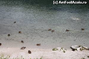 [P18] Lacul Bohinj, SL » foto by cristi_an3000
 - 
<span class="allrVoted glyphicon glyphicon-heart hidden" id="av550818"></span>
<a class="m-l-10 hidden" id="sv550818" onclick="voting_Foto_DelVot(,550818,11696)" role="button">șterge vot <span class="glyphicon glyphicon-remove"></span></a>
<a id="v9550818" class=" c-red"  onclick="voting_Foto_SetVot(550818)" role="button"><span class="glyphicon glyphicon-heart-empty"></span> <b>LIKE</b> = Votează poza</a> <img class="hidden"  id="f550818W9" src="/imagini/loader.gif" border="0" /><span class="AjErrMes hidden" id="e550818ErM"></span>