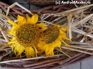[P51]  :)  » foto by sunflower
 - 
<span class="allrVoted glyphicon glyphicon-heart hidden" id="av555296"></span>
<a class="m-l-10 hidden" id="sv555296" onclick="voting_Foto_DelVot(,555296,11696)" role="button">șterge vot <span class="glyphicon glyphicon-remove"></span></a>
<a id="v9555296" class=" c-red"  onclick="voting_Foto_SetVot(555296)" role="button"><span class="glyphicon glyphicon-heart-empty"></span> <b>LIKE</b> = Votează poza</a> <img class="hidden"  id="f555296W9" src="/imagini/loader.gif" border="0" /><span class="AjErrMes hidden" id="e555296ErM"></span>