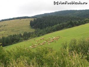 [P08] Slovacia, pe drumuri de munte, tranzitând Munții Tatra » foto by sunflower
 - 
<span class="allrVoted glyphicon glyphicon-heart hidden" id="av555253"></span>
<a class="m-l-10 hidden" id="sv555253" onclick="voting_Foto_DelVot(,555253,11696)" role="button">șterge vot <span class="glyphicon glyphicon-remove"></span></a>
<a id="v9555253" class=" c-red"  onclick="voting_Foto_SetVot(555253)" role="button"><span class="glyphicon glyphicon-heart-empty"></span> <b>LIKE</b> = Votează poza</a> <img class="hidden"  id="f555253W9" src="/imagini/loader.gif" border="0" /><span class="AjErrMes hidden" id="e555253ErM"></span>