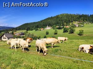 [P05] Undeva, prin munții Austriei » foto by crismis
 - 
<span class="allrVoted glyphicon glyphicon-heart hidden" id="av1502477"></span>
<a class="m-l-10 hidden" id="sv1502477" onclick="voting_Foto_DelVot(,1502477,11696)" role="button">șterge vot <span class="glyphicon glyphicon-remove"></span></a>
<a id="v91502477" class=" c-red"  onclick="voting_Foto_SetVot(1502477)" role="button"><span class="glyphicon glyphicon-heart-empty"></span> <b>LIKE</b> = Votează poza</a> <img class="hidden"  id="f1502477W9" src="/imagini/loader.gif" border="0" /><span class="AjErrMes hidden" id="e1502477ErM"></span>