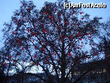 [P17] Viena - Targul de Craciun din  fata Primarie - copacul cu inimioare » foto by Diaura*
 - 
<span class="allrVoted glyphicon glyphicon-heart hidden" id="av284518"></span>
<a class="m-l-10 hidden" id="sv284518" onclick="voting_Foto_DelVot(,284518,11696)" role="button">șterge vot <span class="glyphicon glyphicon-remove"></span></a>
<a id="v9284518" class=" c-red"  onclick="voting_Foto_SetVot(284518)" role="button"><span class="glyphicon glyphicon-heart-empty"></span> <b>LIKE</b> = Votează poza</a> <img class="hidden"  id="f284518W9" src="/imagini/loader.gif" border="0" /><span class="AjErrMes hidden" id="e284518ErM"></span>