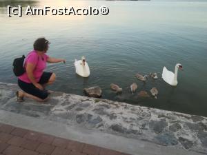 [P01] o familie de lebede fericita » foto by lenti
 - 
<span class="allrVoted glyphicon glyphicon-heart hidden" id="av982273"></span>
<a class="m-l-10 hidden" id="sv982273" onclick="voting_Foto_DelVot(,982273,11696)" role="button">șterge vot <span class="glyphicon glyphicon-remove"></span></a>
<a id="v9982273" class=" c-red"  onclick="voting_Foto_SetVot(982273)" role="button"><span class="glyphicon glyphicon-heart-empty"></span> <b>LIKE</b> = Votează poza</a> <img class="hidden"  id="f982273W9" src="/imagini/loader.gif" border="0" /><span class="AjErrMes hidden" id="e982273ErM"></span>