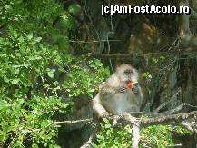 [P13] o maimuta mananca din pepenele aruncat de noi » foto by kati
 - 
<span class="allrVoted glyphicon glyphicon-heart hidden" id="av327870"></span>
<a class="m-l-10 hidden" id="sv327870" onclick="voting_Foto_DelVot(,327870,11724)" role="button">șterge vot <span class="glyphicon glyphicon-remove"></span></a>
<a id="v9327870" class=" c-red"  onclick="voting_Foto_SetVot(327870)" role="button"><span class="glyphicon glyphicon-heart-empty"></span> <b>LIKE</b> = Votează poza</a> <img class="hidden"  id="f327870W9" src="/imagini/loader.gif" border="0" /><span class="AjErrMes hidden" id="e327870ErM"></span>