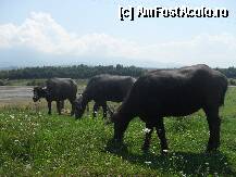 [P03] Bivoli,un specimen atat de rar intalnit la noi,din pacate » foto by georgiana
 - 
<span class="allrVoted glyphicon glyphicon-heart hidden" id="av102869"></span>
<a class="m-l-10 hidden" id="sv102869" onclick="voting_Foto_DelVot(,102869,11727)" role="button">șterge vot <span class="glyphicon glyphicon-remove"></span></a>
<a id="v9102869" class=" c-red"  onclick="voting_Foto_SetVot(102869)" role="button"><span class="glyphicon glyphicon-heart-empty"></span> <b>LIKE</b> = Votează poza</a> <img class="hidden"  id="f102869W9" src="/imagini/loader.gif" border="0" /><span class="AjErrMes hidden" id="e102869ErM"></span>