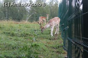 [P73] Porumbacu de Sus, jud. Sibiu, Brambura Park, Mini Zoo, Ciute și Cerbi Lopătari » foto by mprofeanu
 - 
<span class="allrVoted glyphicon glyphicon-heart hidden" id="av1397873"></span>
<a class="m-l-10 hidden" id="sv1397873" onclick="voting_Foto_DelVot(,1397873,11727)" role="button">șterge vot <span class="glyphicon glyphicon-remove"></span></a>
<a id="v91397873" class=" c-red"  onclick="voting_Foto_SetVot(1397873)" role="button"><span class="glyphicon glyphicon-heart-empty"></span> <b>LIKE</b> = Votează poza</a> <img class="hidden"  id="f1397873W9" src="/imagini/loader.gif" border="0" /><span class="AjErrMes hidden" id="e1397873ErM"></span>