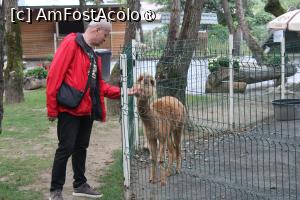 [P75] Porumbacu de Sus, jud. Sibiu, Brambura Park, Mini Zoo, Puiul de Alpaca frumos și foarte blând » foto by mprofeanu
 - 
<span class="allrVoted glyphicon glyphicon-heart hidden" id="av1397875"></span>
<a class="m-l-10 hidden" id="sv1397875" onclick="voting_Foto_DelVot(,1397875,11727)" role="button">șterge vot <span class="glyphicon glyphicon-remove"></span></a>
<a id="v91397875" class=" c-red"  onclick="voting_Foto_SetVot(1397875)" role="button"><span class="glyphicon glyphicon-heart-empty"></span> <b>LIKE</b> = Votează poza</a> <img class="hidden"  id="f1397875W9" src="/imagini/loader.gif" border="0" /><span class="AjErrMes hidden" id="e1397875ErM"></span>