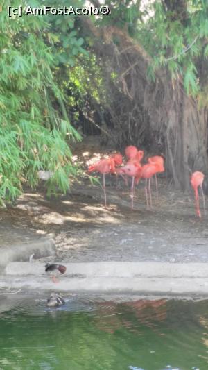 [P10] Manati Park - Pasarile Flamengo » foto by criss criss
 - 
<span class="allrVoted glyphicon glyphicon-heart hidden" id="av736586"></span>
<a class="m-l-10 hidden" id="sv736586" onclick="voting_Foto_DelVot(,736586,11752)" role="button">șterge vot <span class="glyphicon glyphicon-remove"></span></a>
<a id="v9736586" class=" c-red"  onclick="voting_Foto_SetVot(736586)" role="button"><span class="glyphicon glyphicon-heart-empty"></span> <b>LIKE</b> = Votează poza</a> <img class="hidden"  id="f736586W9" src="/imagini/loader.gif" border="0" /><span class="AjErrMes hidden" id="e736586ErM"></span>