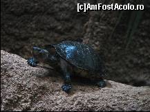 [P19] In Gradina Zoologica - broasca testoasa » foto by C05T1N
 - 
<span class="allrVoted glyphicon glyphicon-heart hidden" id="av107506"></span>
<a class="m-l-10 hidden" id="sv107506" onclick="voting_Foto_DelVot(,107506,11796)" role="button">șterge vot <span class="glyphicon glyphicon-remove"></span></a>
<a id="v9107506" class=" c-red"  onclick="voting_Foto_SetVot(107506)" role="button"><span class="glyphicon glyphicon-heart-empty"></span> <b>LIKE</b> = Votează poza</a> <img class="hidden"  id="f107506W9" src="/imagini/loader.gif" border="0" /><span class="AjErrMes hidden" id="e107506ErM"></span>
