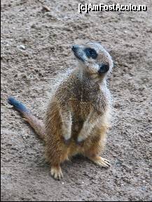 [P29] In Gradina Zoologica - habar n-am ce animal e asta » foto by C05T1N
 - 
<span class="allrVoted glyphicon glyphicon-heart hidden" id="av107518"></span>
<a class="m-l-10 hidden" id="sv107518" onclick="voting_Foto_DelVot(,107518,11796)" role="button">șterge vot <span class="glyphicon glyphicon-remove"></span></a>
<a id="v9107518" class=" c-red"  onclick="voting_Foto_SetVot(107518)" role="button"><span class="glyphicon glyphicon-heart-empty"></span> <b>LIKE</b> = Votează poza</a> <img class="hidden"  id="f107518W9" src="/imagini/loader.gif" border="0" /><span class="AjErrMes hidden" id="e107518ErM"></span>