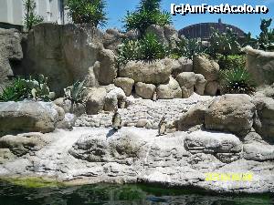 [P07] PINGUINI » foto by dcuanita
 - 
<span class="allrVoted glyphicon glyphicon-heart hidden" id="av350065"></span>
<a class="m-l-10 hidden" id="sv350065" onclick="voting_Foto_DelVot(,350065,11799)" role="button">șterge vot <span class="glyphicon glyphicon-remove"></span></a>
<a id="v9350065" class=" c-red"  onclick="voting_Foto_SetVot(350065)" role="button"><span class="glyphicon glyphicon-heart-empty"></span> <b>LIKE</b> = Votează poza</a> <img class="hidden"  id="f350065W9" src="/imagini/loader.gif" border="0" /><span class="AjErrMes hidden" id="e350065ErM"></span>