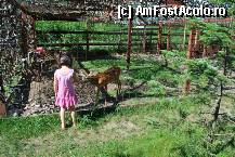 [P08] bambi, o caprioara prietenoasa » foto by myth
 - 
<span class="allrVoted glyphicon glyphicon-heart hidden" id="av336080"></span>
<a class="m-l-10 hidden" id="sv336080" onclick="voting_Foto_DelVot(,336080,11833)" role="button">șterge vot <span class="glyphicon glyphicon-remove"></span></a>
<a id="v9336080" class=" c-red"  onclick="voting_Foto_SetVot(336080)" role="button"><span class="glyphicon glyphicon-heart-empty"></span> <b>LIKE</b> = Votează poza</a> <img class="hidden"  id="f336080W9" src="/imagini/loader.gif" border="0" /><span class="AjErrMes hidden" id="e336080ErM"></span>