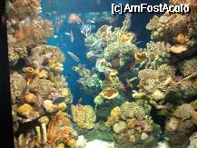 [P05] Aquarium » foto by cristianam
 - 
<span class="allrVoted glyphicon glyphicon-heart hidden" id="av334450"></span>
<a class="m-l-10 hidden" id="sv334450" onclick="voting_Foto_DelVot(,334450,11856)" role="button">șterge vot <span class="glyphicon glyphicon-remove"></span></a>
<a id="v9334450" class=" c-red"  onclick="voting_Foto_SetVot(334450)" role="button"><span class="glyphicon glyphicon-heart-empty"></span> <b>LIKE</b> = Votează poza</a> <img class="hidden"  id="f334450W9" src="/imagini/loader.gif" border="0" /><span class="AjErrMes hidden" id="e334450ErM"></span>