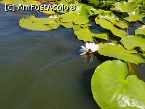 [P05] Prin canalele deltei » foto by aguero
 - 
<span class="allrVoted glyphicon glyphicon-heart hidden" id="av1098302"></span>
<a class="m-l-10 hidden" id="sv1098302" onclick="voting_Foto_DelVot(,1098302,11876)" role="button">șterge vot <span class="glyphicon glyphicon-remove"></span></a>
<a id="v91098302" class=" c-red"  onclick="voting_Foto_SetVot(1098302)" role="button"><span class="glyphicon glyphicon-heart-empty"></span> <b>LIKE</b> = Votează poza</a> <img class="hidden"  id="f1098302W9" src="/imagini/loader.gif" border="0" /><span class="AjErrMes hidden" id="e1098302ErM"></span>