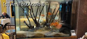 [P06] Acvariul din restaurant » foto by vladix18
 - 
<span class="allrVoted glyphicon glyphicon-heart hidden" id="av1424627"></span>
<a class="m-l-10 hidden" id="sv1424627" onclick="voting_Foto_DelVot(,1424627,12019)" role="button">șterge vot <span class="glyphicon glyphicon-remove"></span></a>
<a id="v91424627" class=" c-red"  onclick="voting_Foto_SetVot(1424627)" role="button"><span class="glyphicon glyphicon-heart-empty"></span> <b>LIKE</b> = Votează poza</a> <img class="hidden"  id="f1424627W9" src="/imagini/loader.gif" border="0" /><span class="AjErrMes hidden" id="e1424627ErM"></span>