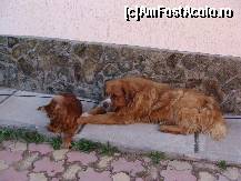 [P03] Ursu mare (cred ca batea vreo 90 kg) si un catel mai mic » foto by titigeolgau
 - 
<span class="allrVoted glyphicon glyphicon-heart hidden" id="av346493"></span>
<a class="m-l-10 hidden" id="sv346493" onclick="voting_Foto_DelVot(,346493,12032)" role="button">șterge vot <span class="glyphicon glyphicon-remove"></span></a>
<a id="v9346493" class=" c-red"  onclick="voting_Foto_SetVot(346493)" role="button"><span class="glyphicon glyphicon-heart-empty"></span> <b>LIKE</b> = Votează poza</a> <img class="hidden"  id="f346493W9" src="/imagini/loader.gif" border="0" /><span class="AjErrMes hidden" id="e346493ErM"></span>