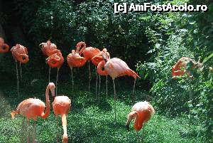 [P17] Viena, Grădina Zoologică Schonbrunn » foto by unq
 - 
<span class="allrVoted glyphicon glyphicon-heart hidden" id="av482297"></span>
<a class="m-l-10 hidden" id="sv482297" onclick="voting_Foto_DelVot(,482297,12039)" role="button">șterge vot <span class="glyphicon glyphicon-remove"></span></a>
<a id="v9482297" class=" c-red"  onclick="voting_Foto_SetVot(482297)" role="button"><span class="glyphicon glyphicon-heart-empty"></span> <b>LIKE</b> = Votează poza</a> <img class="hidden"  id="f482297W9" src="/imagini/loader.gif" border="0" /><span class="AjErrMes hidden" id="e482297ErM"></span>
