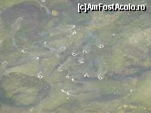 [P04]  -- <small>// FĂRĂ DESCRIERE</small> » foto by fogliaseca
 - 
<span class="allrVoted glyphicon glyphicon-heart hidden" id="av383618"></span>
<a class="m-l-10 hidden" id="sv383618" onclick="voting_Foto_DelVot(,383618,12152)" role="button">șterge vot <span class="glyphicon glyphicon-remove"></span></a>
<a id="v9383618" class=" c-red"  onclick="voting_Foto_SetVot(383618)" role="button"><span class="glyphicon glyphicon-heart-empty"></span> <b>LIKE</b> = Votează poza</a> <img class="hidden"  id="f383618W9" src="/imagini/loader.gif" border="0" /><span class="AjErrMes hidden" id="e383618ErM"></span>