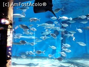 [P16] La Barcelona Aquarium, peștișori din zona de maree » foto by diacrys*
 - 
<span class="allrVoted glyphicon glyphicon-heart hidden" id="av824155"></span>
<a class="m-l-10 hidden" id="sv824155" onclick="voting_Foto_DelVot(,824155,12198)" role="button">șterge vot <span class="glyphicon glyphicon-remove"></span></a>
<a id="v9824155" class=" c-red"  onclick="voting_Foto_SetVot(824155)" role="button"><span class="glyphicon glyphicon-heart-empty"></span> <b>LIKE</b> = Votează poza</a> <img class="hidden"  id="f824155W9" src="/imagini/loader.gif" border="0" /><span class="AjErrMes hidden" id="e824155ErM"></span>