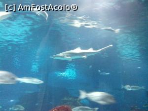 [P21] Rechini traversând sharktank-ul » foto by diacrys*
 - 
<span class="allrVoted glyphicon glyphicon-heart hidden" id="av824163"></span>
<a class="m-l-10 hidden" id="sv824163" onclick="voting_Foto_DelVot(,824163,12198)" role="button">șterge vot <span class="glyphicon glyphicon-remove"></span></a>
<a id="v9824163" class=" c-red"  onclick="voting_Foto_SetVot(824163)" role="button"><span class="glyphicon glyphicon-heart-empty"></span> <b>LIKE</b> = Votează poza</a> <img class="hidden"  id="f824163W9" src="/imagini/loader.gif" border="0" /><span class="AjErrMes hidden" id="e824163ErM"></span>