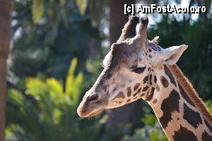[P90] Zoo de Barcelona » foto by Muffin2009*
 - 
<span class="allrVoted glyphicon glyphicon-heart hidden" id="av350822"></span>
<a class="m-l-10 hidden" id="sv350822" onclick="voting_Foto_DelVot(,350822,12198)" role="button">șterge vot <span class="glyphicon glyphicon-remove"></span></a>
<a id="v9350822" class=" c-red"  onclick="voting_Foto_SetVot(350822)" role="button"><span class="glyphicon glyphicon-heart-empty"></span> <b>LIKE</b> = Votează poza</a> <img class="hidden"  id="f350822W9" src="/imagini/loader.gif" border="0" /><span class="AjErrMes hidden" id="e350822ErM"></span>