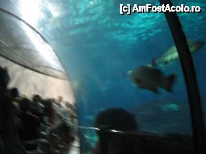 [P30] Imagine din tunelul oceanariului » foto by Michi
 - 
<span class="allrVoted glyphicon glyphicon-heart hidden" id="av472100"></span>
<a class="m-l-10 hidden" id="sv472100" onclick="voting_Foto_DelVot(,472100,12198)" role="button">șterge vot <span class="glyphicon glyphicon-remove"></span></a>
<a id="v9472100" class=" c-red"  onclick="voting_Foto_SetVot(472100)" role="button"><span class="glyphicon glyphicon-heart-empty"></span> <b>LIKE</b> = Votează poza</a> <img class="hidden"  id="f472100W9" src="/imagini/loader.gif" border="0" /><span class="AjErrMes hidden" id="e472100ErM"></span>