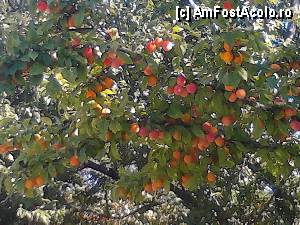 [P39] Multe fructe.  » foto by costyy †
 - 
<span class="allrVoted glyphicon glyphicon-heart hidden" id="av358471"></span>
<a class="m-l-10 hidden" id="sv358471" onclick="voting_Foto_DelVot(,358471,12206)" role="button">șterge vot <span class="glyphicon glyphicon-remove"></span></a>
<a id="v9358471" class=" c-red"  onclick="voting_Foto_SetVot(358471)" role="button"><span class="glyphicon glyphicon-heart-empty"></span> <b>LIKE</b> = Votează poza</a> <img class="hidden"  id="f358471W9" src="/imagini/loader.gif" border="0" /><span class="AjErrMes hidden" id="e358471ErM"></span>