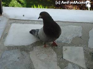 [P14] musafirul de pe balcon » foto by marocanu21
 - 
<span class="allrVoted glyphicon glyphicon-heart hidden" id="av605136"></span>
<a class="m-l-10 hidden" id="sv605136" onclick="voting_Foto_DelVot(,605136,12214)" role="button">șterge vot <span class="glyphicon glyphicon-remove"></span></a>
<a id="v9605136" class=" c-red"  onclick="voting_Foto_SetVot(605136)" role="button"><span class="glyphicon glyphicon-heart-empty"></span> <b>LIKE</b> = Votează poza</a> <img class="hidden"  id="f605136W9" src="/imagini/loader.gif" border="0" /><span class="AjErrMes hidden" id="e605136ErM"></span>